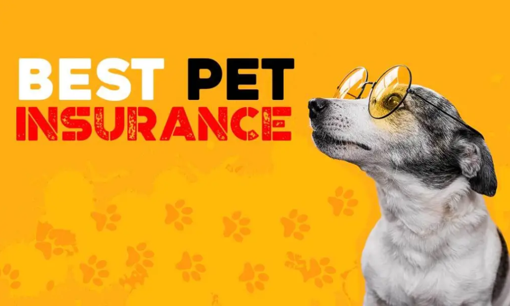 "A dog, representing Lancaster, Ohio's trusted pet insurance options for protecting your furry friends."